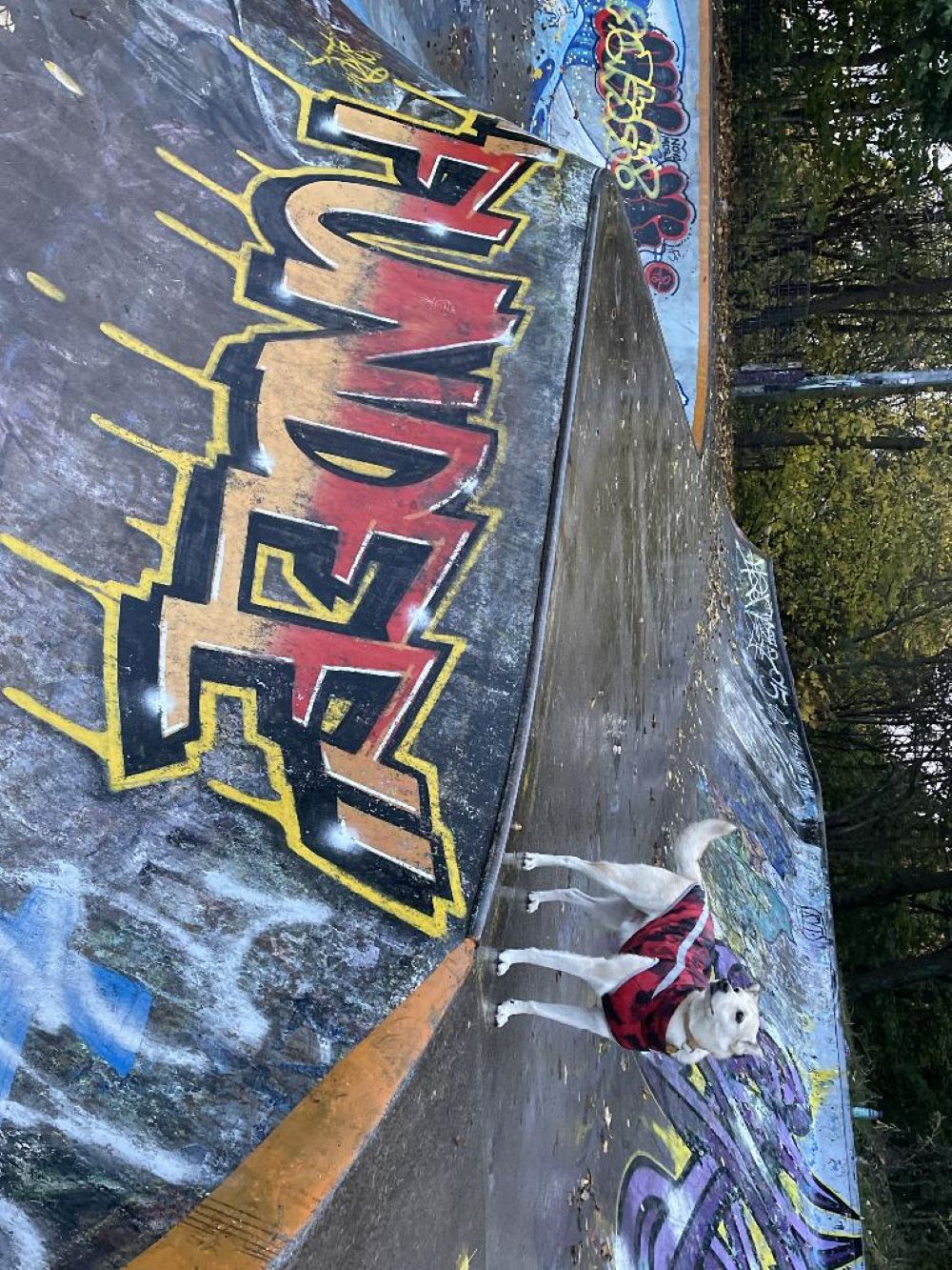 Winning photo - Dog with red jacket in a skatepark with graffiti text "Fundee"