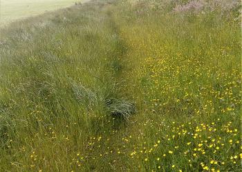 Lochee Park showing biodiversity grassland area along the edge of sport pitches.