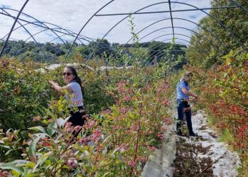 Gleaning