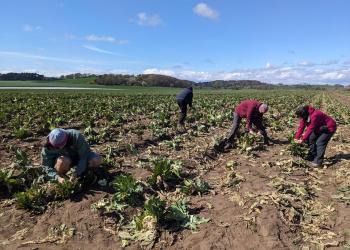 Gleaning