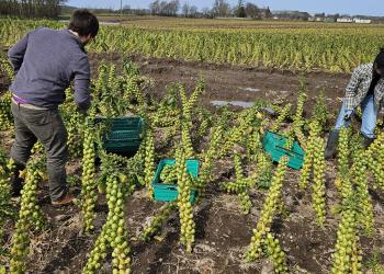 Gleaning brussel sprouts