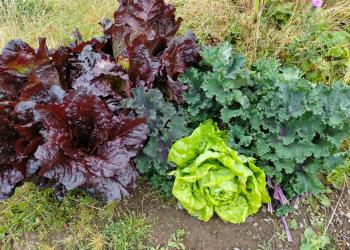 Lettuce