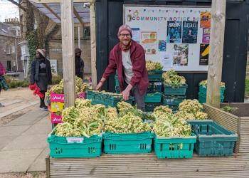 Person smiling, sorting through crates of cauliflower