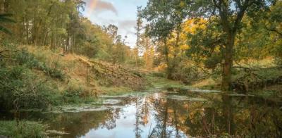 Beaver Wetlands