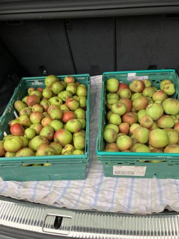 Two crates of apples in a car boot